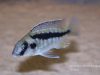 Mylochromis sp. ,mollis north' Hora Mhango