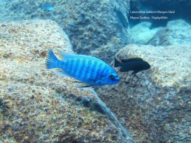 Labeotropheus fuelleborni Maingano Island