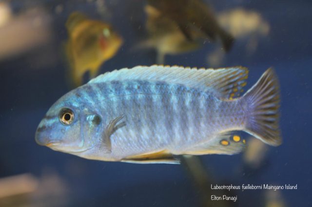 Labeotropheus fuelleborni Maingano Island