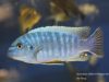 Labeotropheus fuelleborni Maingano Island