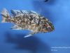 Labeotropheus fuelleborni Maingano Island