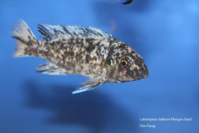 Labeotropheus fuelleborni Maingano Island