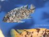 Labeotropheus fuelleborni Maingano Island