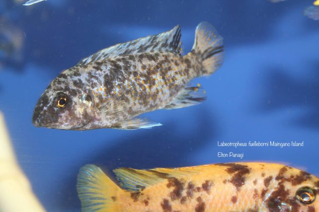 Labeotropheus fuelleborni Maingano Island
