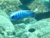 Labeotropheus fuelleborni (2)