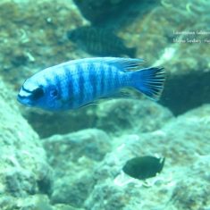 Labeotropheus fuelleborni (2)