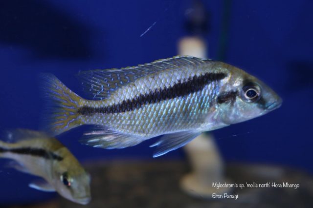 Mylochromis sp. &#8218;mollis&#8216;
