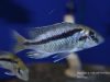 Mylochromis sp. ‚mollis‘