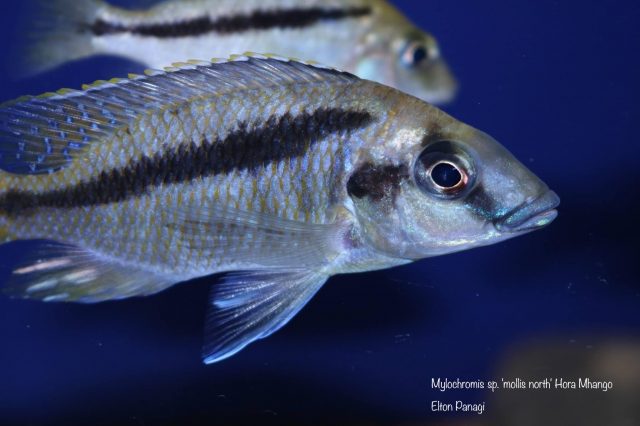 Mylochromis sp. ,mollis north' Hora Mhango