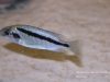 Mylochromis sp. ,mollis north' Hora Mhango