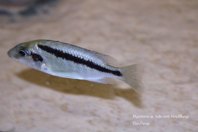 Mylochromis sp. ,mollis north' Hora Mhango