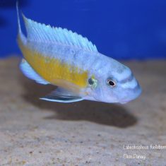 Labeotropheus fuelleborni (21)