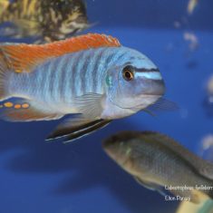 Labeotropheus fuelleborni (12)