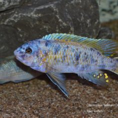 Labeotropheus fuelleborni (22)