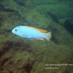 Labeotropheus trewavasae