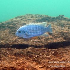 Labeotropheus fuelleborni (23)