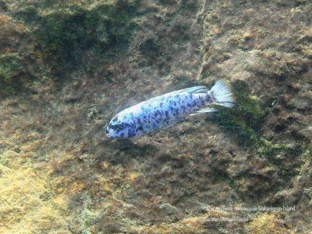 Labeotropheus trewavasae Nakantenga Island (MC samec)