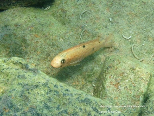 Labeotropheus trewavasae Nakantenga Island (O samice)