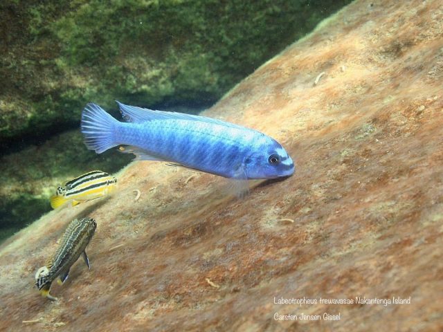 Labeotropheus trewavasae