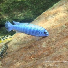 Labeotropheus trewavasae