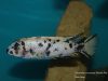 Labeotropheus trewavasae Taiwanee Reef (MC samec)