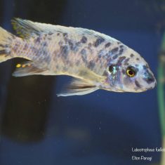 Labeotropheus fuelleborni (24)