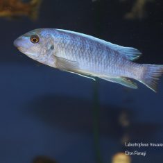 Labeotropheus trewavasae