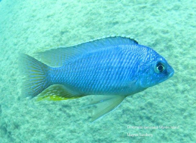 Protomelas taeniolatus