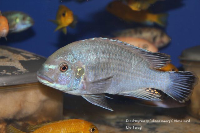 Pseudotropheus sp. ,williamsi&#8216;
