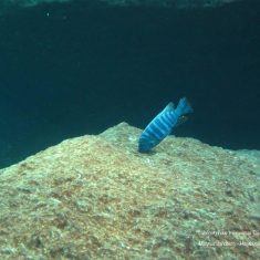 Labeotropheus trewavasae