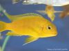 Tropheops sp. ‚black dorsal‘ Luwala Reef (samice)