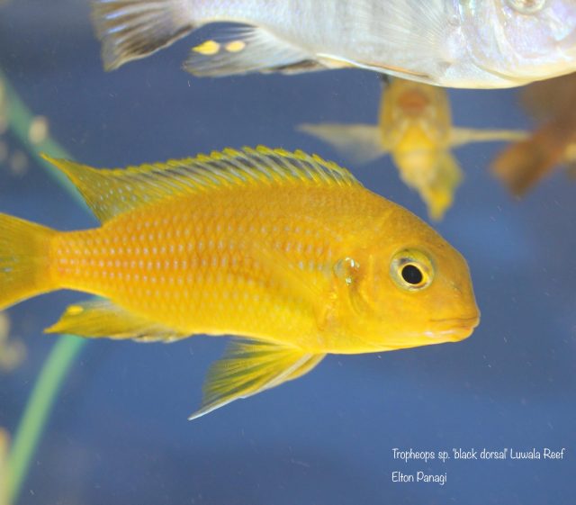 Tropheops sp. ‚black dorsal‘ Luwala Reef (samice)