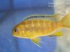 Tropheops sp. ‚black dorsal‘ Luwala Reef (samice)