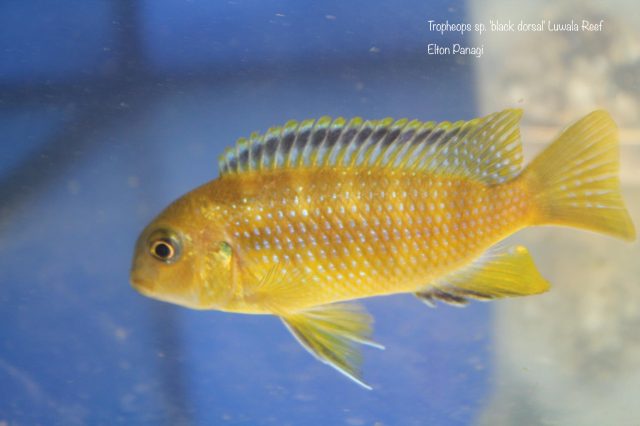 Tropheops sp. ‚black dorsal‘ Luwala Reef (samice)
