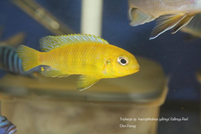 Tropheops sp. ,macrophthalmus&#8216;
