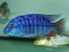 Protomelas taeniolatus Chitedze Rock