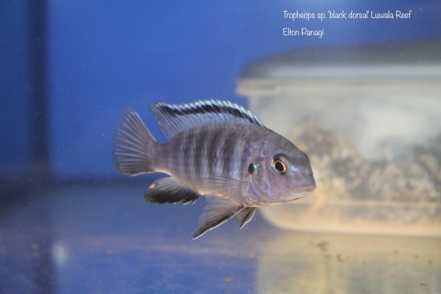 Tropheops sp. ‚black dorsal‘
