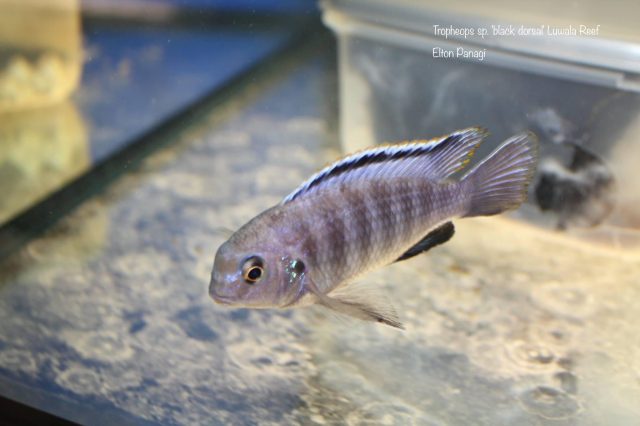 Tropheops sp. ‚black dorsal‘ Luwala Reef