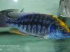 Protomelas spilonotus Chitedze Rock