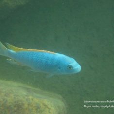 Labeotropheus trewavasae