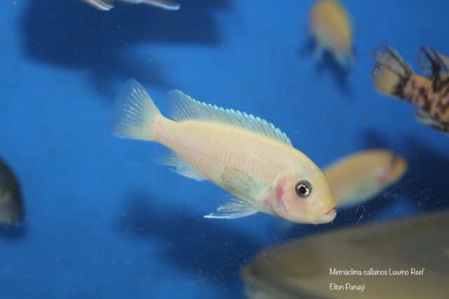 Metriaclima callainos Luwino Reef (O samice)
