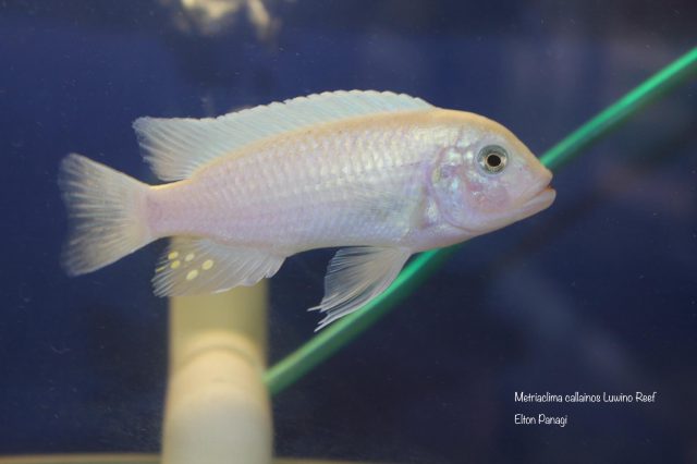 Metriaclima callainos