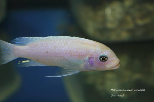Metriaclima callainos Luwino Reef