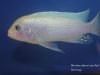 Metriaclima callainos Luwino Reef
