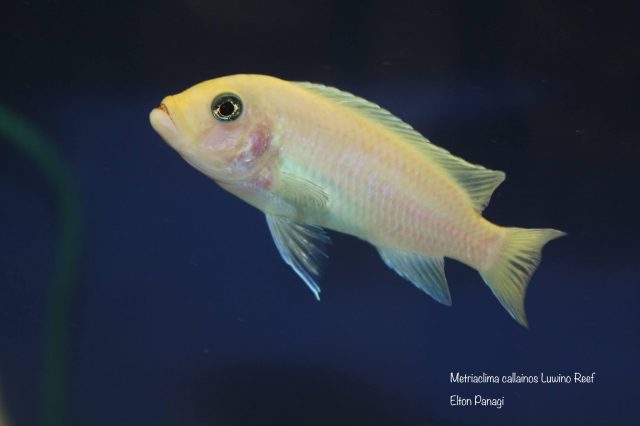 Metriaclima callainos Luwino Reef (O samice)