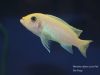 Metriaclima callainos Luwino Reef (O samice)