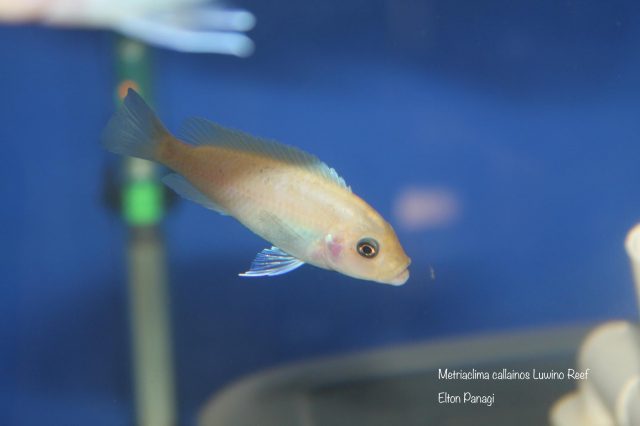 Metriaclima callainos Luwino Reef (O samice)
