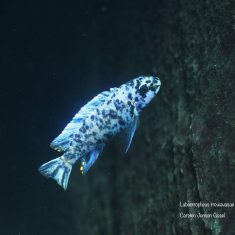 Labeotropheus trewavasae