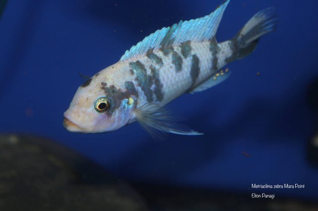 Metriaclima zebra
