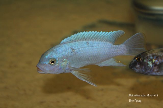 Metriaclima zebra Mara Point